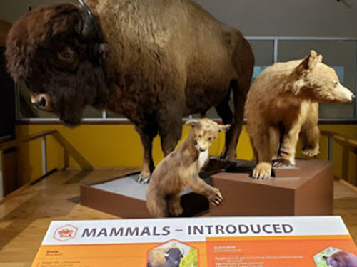 This image is used for San Bernardino County Museum link button